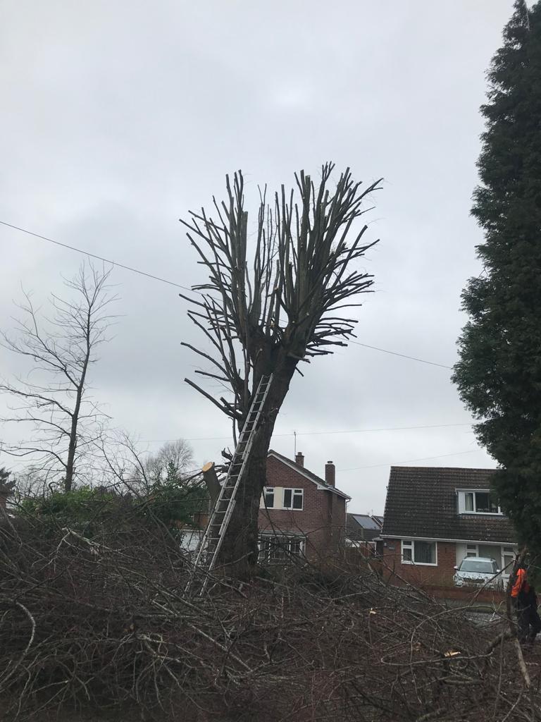 Worcester tree cutting